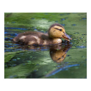 Ducking in a Pond Photo Print