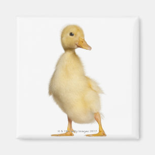 Duckling (1 week old) magnet