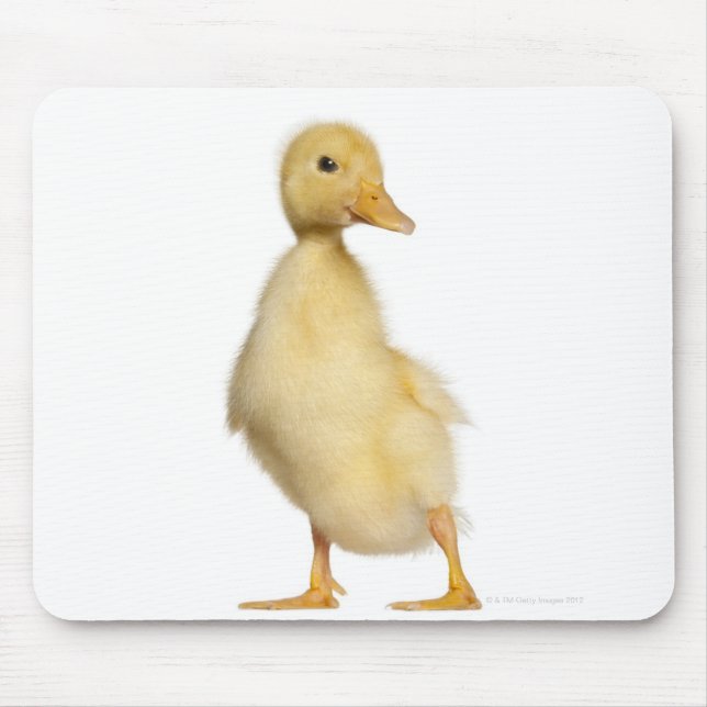 Duckling (1 week old) mouse mat (Front)