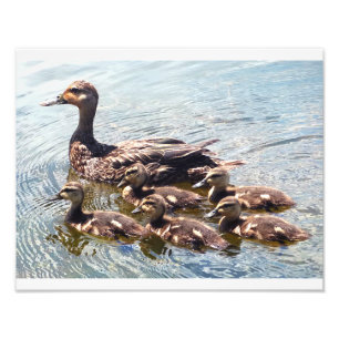 Duckling and Duck Photography Prints
