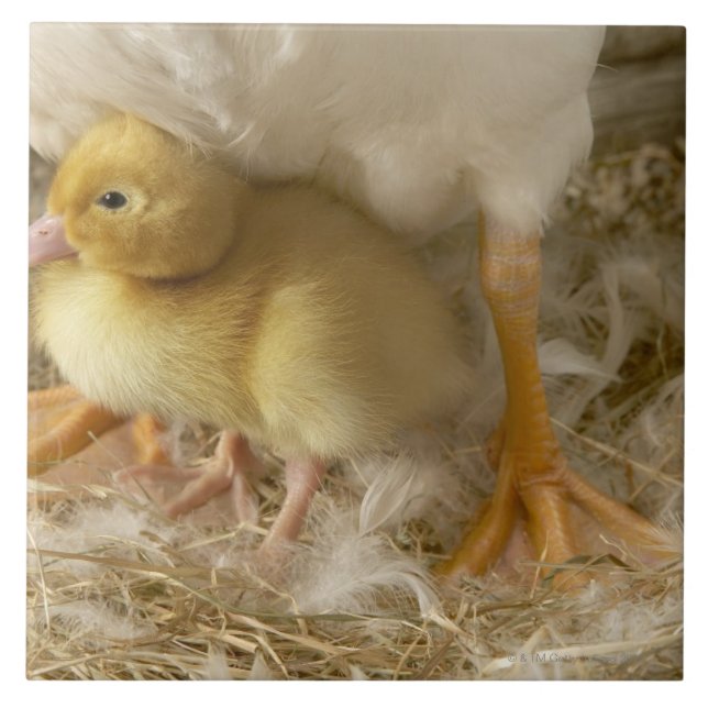 Duckling between mother's legs tile (Front)