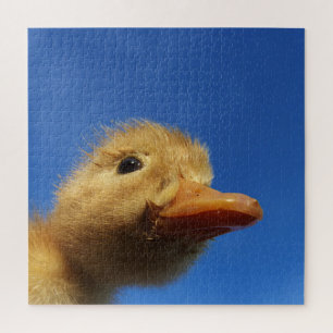 duckling,chicken, animal, chick, bird, farm, cute, jigsaw puzzle