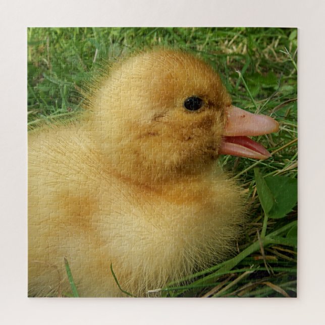duckling,chicken, animal, chick, bird, farm, cute, jigsaw puzzle (Vertical)