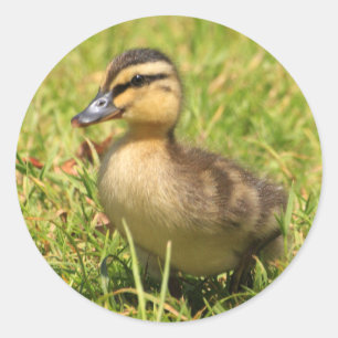 Duckling Classic Round Sticker
