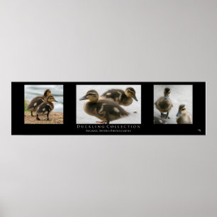 "Duckling Collection", Black Poster
