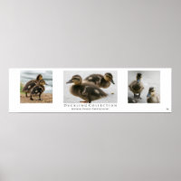 "Duckling Collection", White