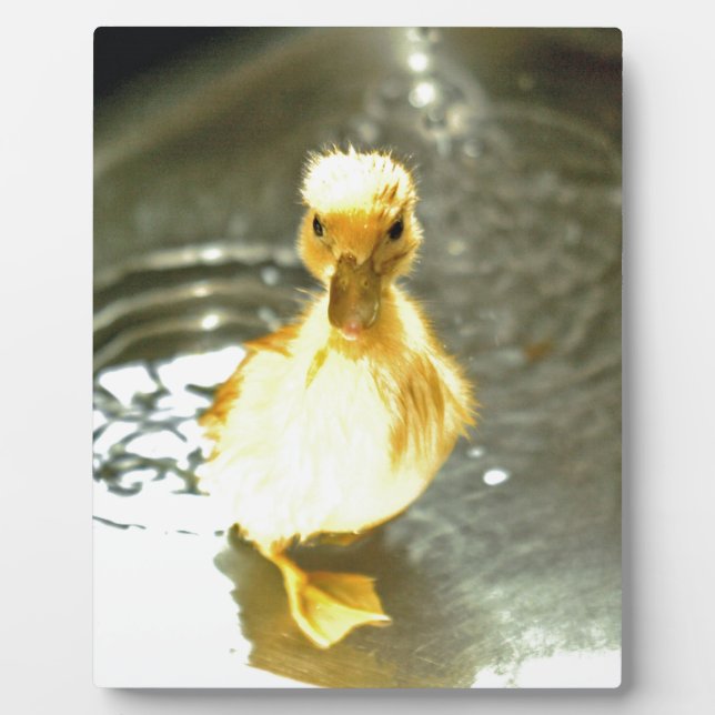 Duckling has a bath. plaque (Front)