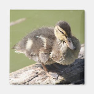 Duckling magnet