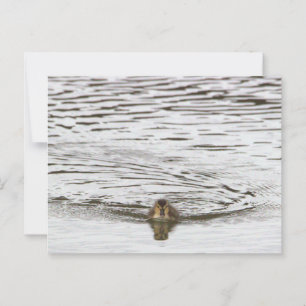 Duckling Photo Postcard