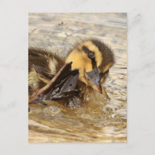 Duckling Postcard