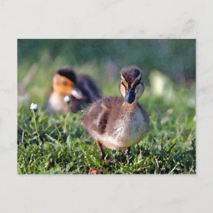 Duckling Postcard