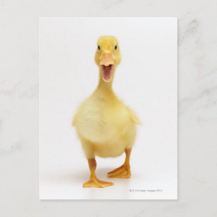 Duckling Postcard