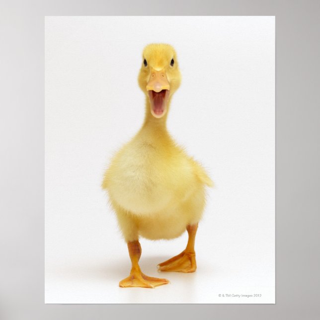 Duckling Poster (Front)