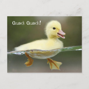 Duckling -  Quack Quack! Postcard