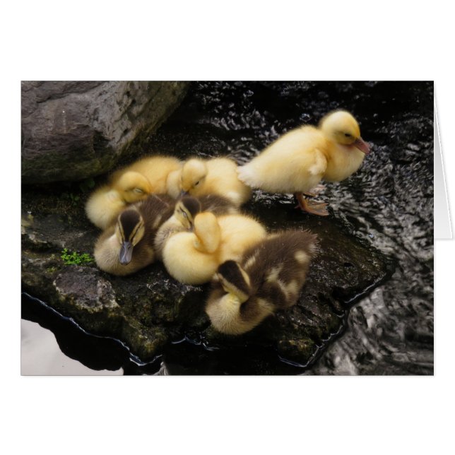 Ducklings (Front Horizontal)