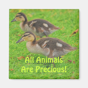 Ducklings Animal-lovers Wildlife Art Magnets
