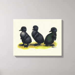 Ducklings Black Cayuga Canvas Print