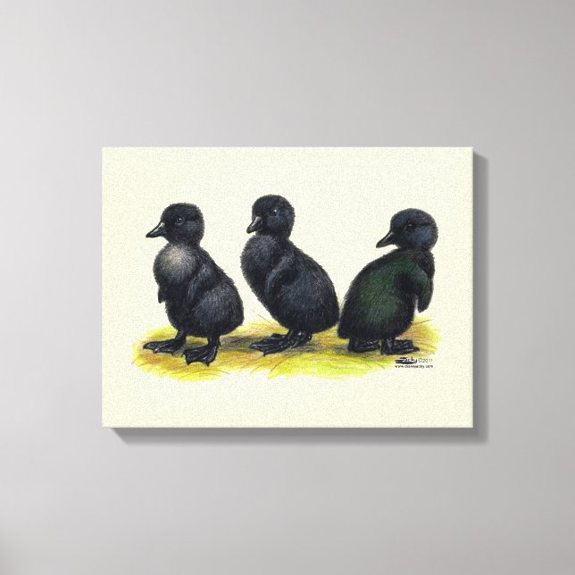 Ducklings Black Cayuga Canvas Print (Front)