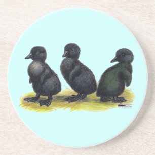 Ducklings Black Cayuga Coaster