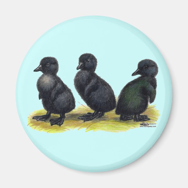 Ducklings Black Cayuga Magnet (Front)