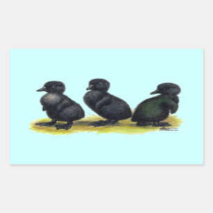 Ducklings Black Cayuga Rectangular Sticker