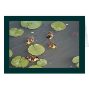 Ducklings Greeting Card