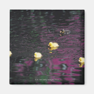 ducklings magnet