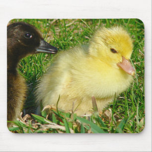 Ducklings Mouse Mat