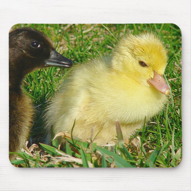 Ducklings Mouse Mat (Front)