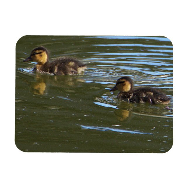 Ducklings Photo Magnet  (Creator Uploaded)