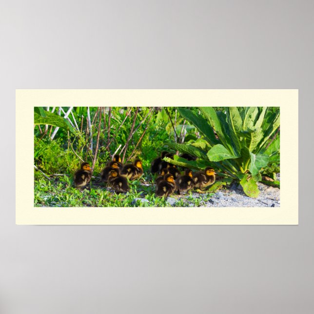 Ducklings Photo Poster (Front)
