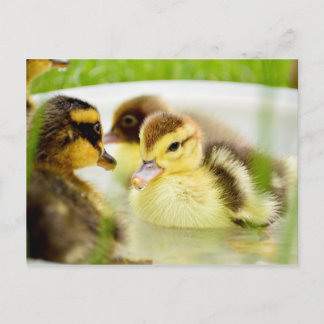 Ducklings Postcard