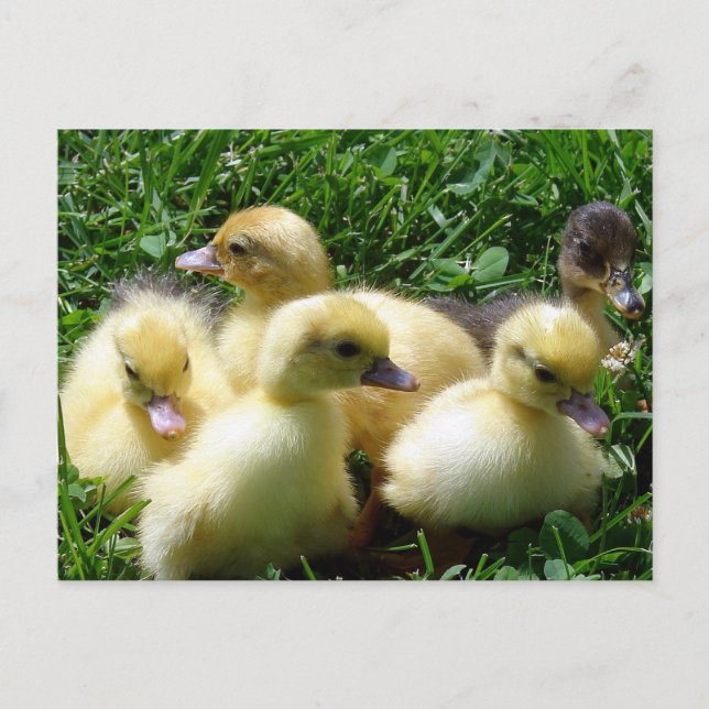 Ducklings Postcard (Front)