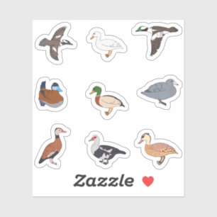 Ducks
