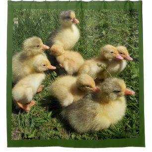 ducks and goslings shower curtain