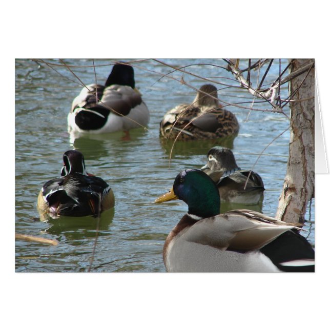 Ducks and More Ducks all occasions greeting card (Front Horizontal)