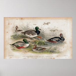 Ducks Antique Lithograph print