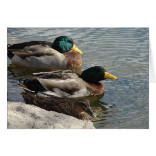Ducks at the Park