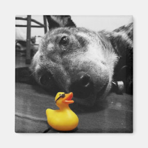 'Duck's Best Friend' Rubber Duck Magnet