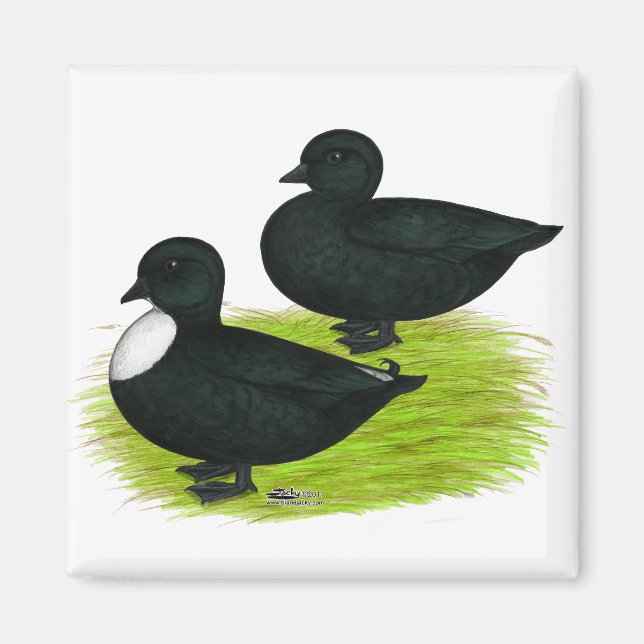 Ducks:  Black Calls Magnet (Front)