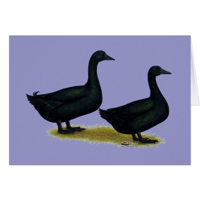 Ducks:  Black Cayugas (Front Horizontal)