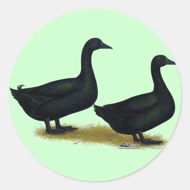 Ducks:  Black Cayugas Classic Round Sticker (Front)