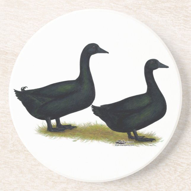 Ducks:  Black Cayugas Coaster (Front)