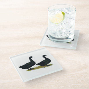 Ducks: Black Cayugas Glass Coaster