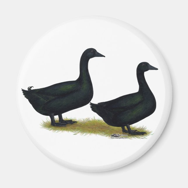 Ducks:  Black Cayugas Magnet (Front)