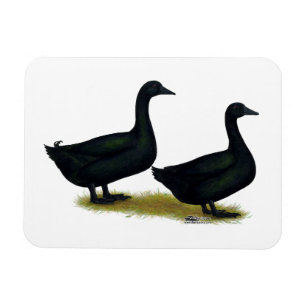 Ducks:  Black Cayugas Magnet