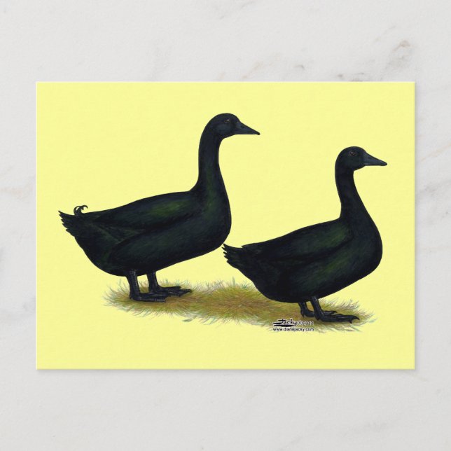Ducks:  Black Cayugas Postcard (Front)