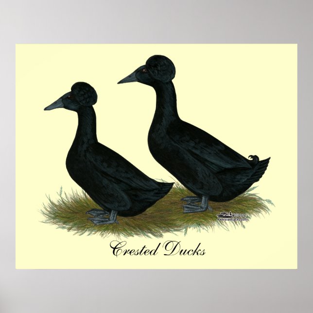 Ducks:  Black Crested Poster (Front)