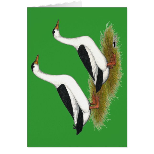 Ducks:  Black Magpies (Front)