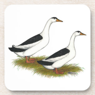 Ducks:  Black Magpies Coaster